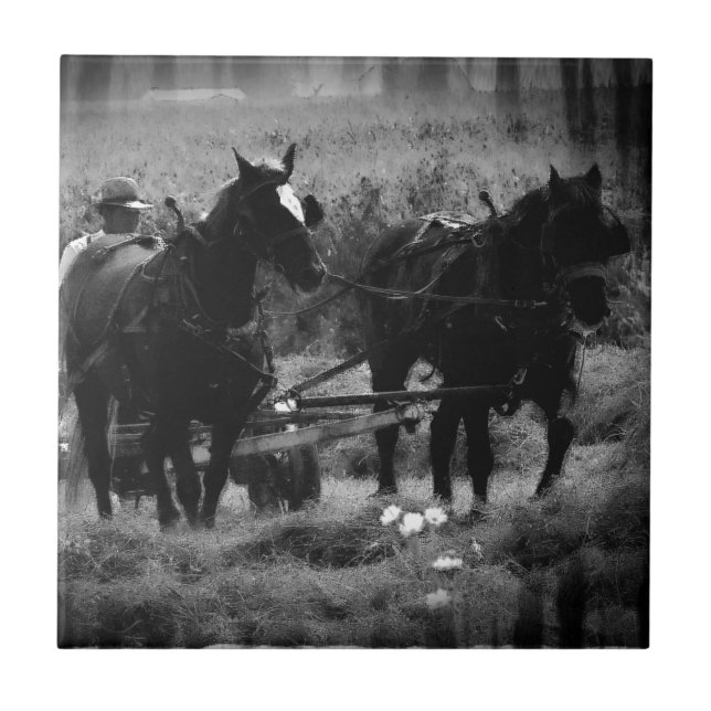 Amish Horses in Hay Field Working Tile (Front)