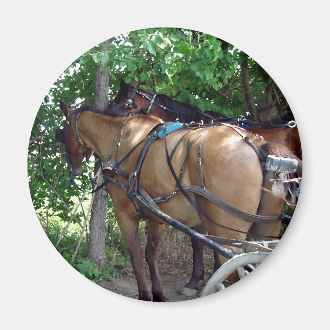 Amish Horses Magnet (Front)