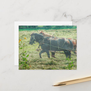 Amish Horses Mowing Hay Postcard