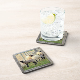 Amish Lambs and Sheep! 6 Coaster