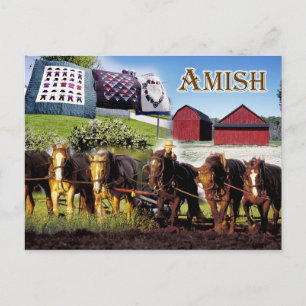 Amish Life in Lancaster, Pennsylvania Postcard