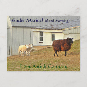 Amish Postcard Sheep Farm. Add a name