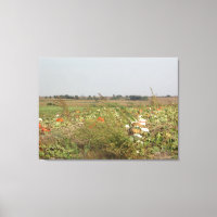 Amish Pumpkin Patch Farm Photography Wall Art
