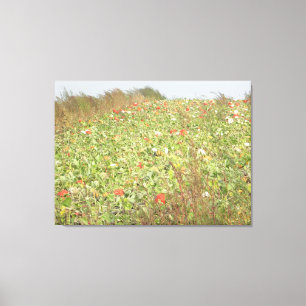 Amish Pumpkin Patch Photography Wall Art