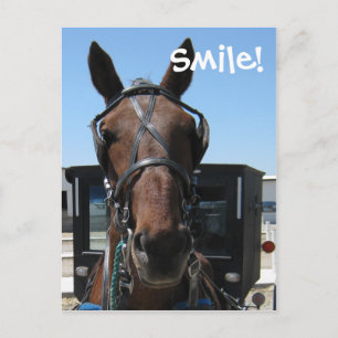 Amish Smile! Postcard