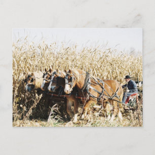 Amish Team Harvesting Corn Postcard
