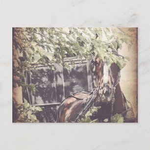Amish Waiting Horse Postcard