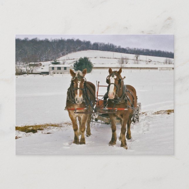 Amish Winter Draught Horses-Postcard Postcard (Front)