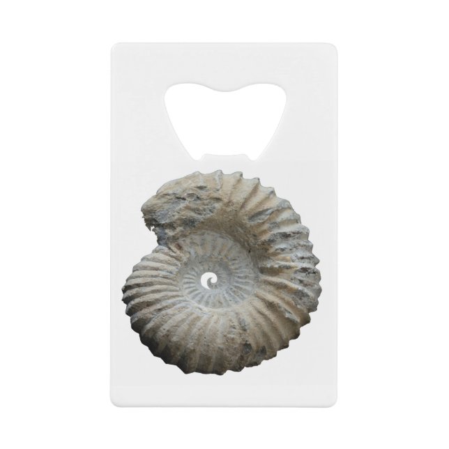ammonite (Front)