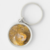 Ammonite and Other Fossils in Polished Rock Photo
