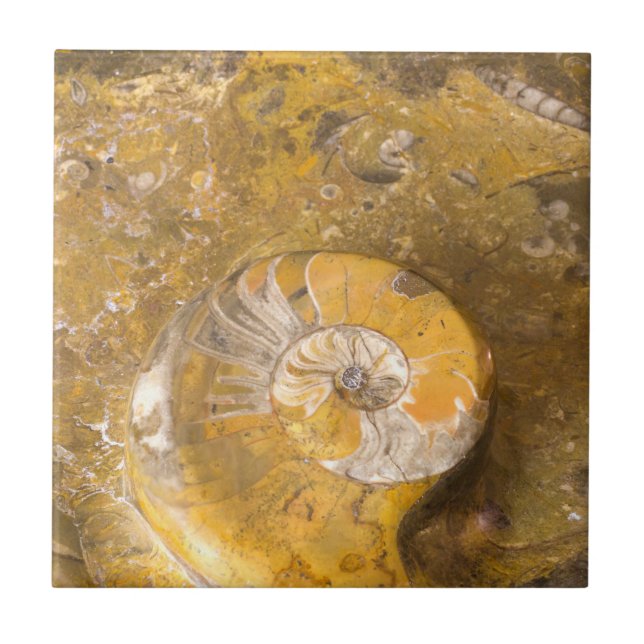 Ammonite and Other Fossils in Rock Photography Tile (Front)