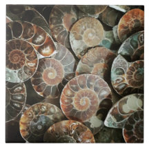 Ammonite bundle large