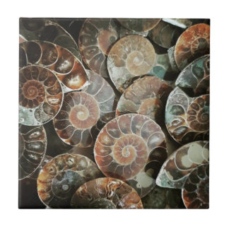 Ammonite bundle tile