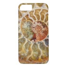 Ammonite