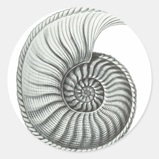 Ammonite Classic Round Sticker (Front)