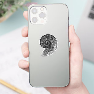 Ammonite Fossil
