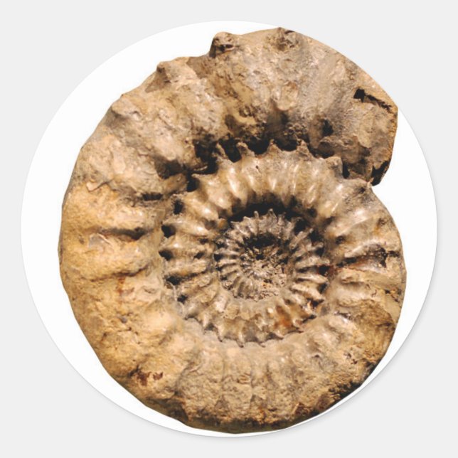 Ammonite Fossil Classic Round Sticker (Front)