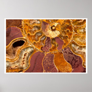 Ammonite Fossil Wall Art Earth Tone Abstract
