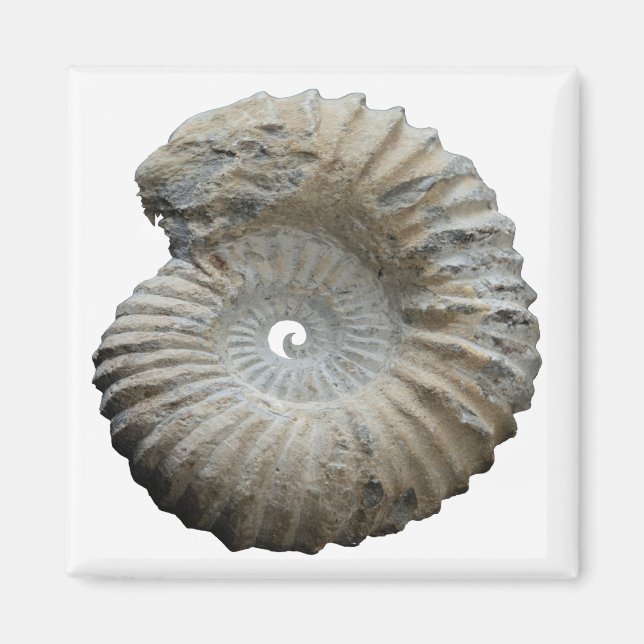 ammonite magnet (Front)