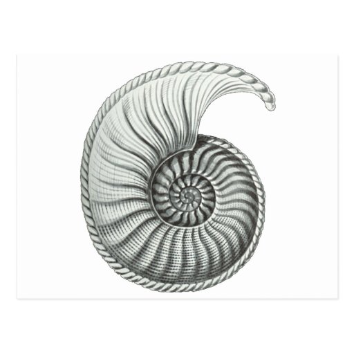 Image of Ammonite Postcard
