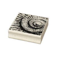 Ammonite texture