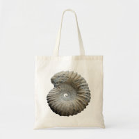 ammonite