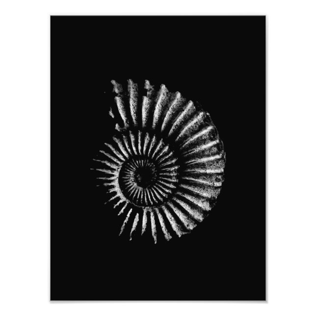 Ammonite White on Black Photo Enlargement (Front)
