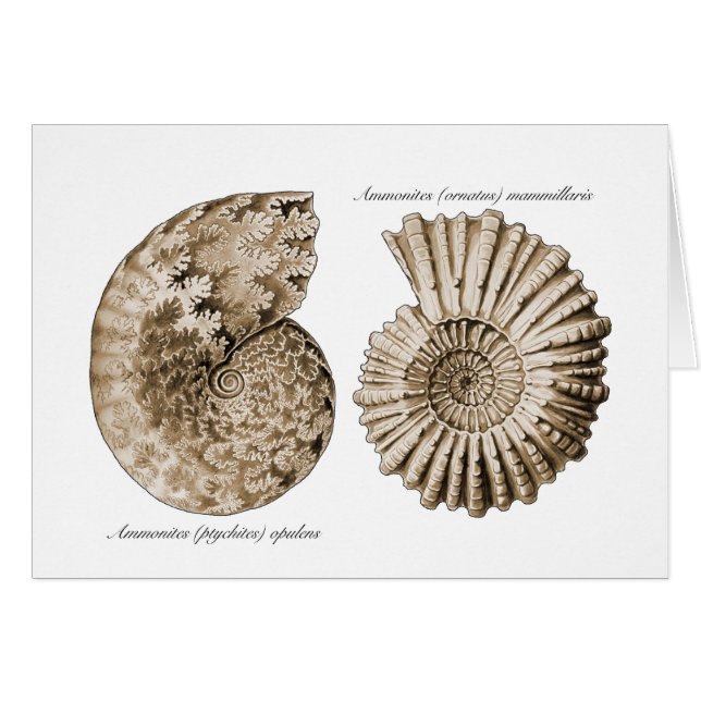 Ammonites (Front Horizontal)