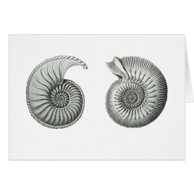 Ammonites (Front Horizontal)