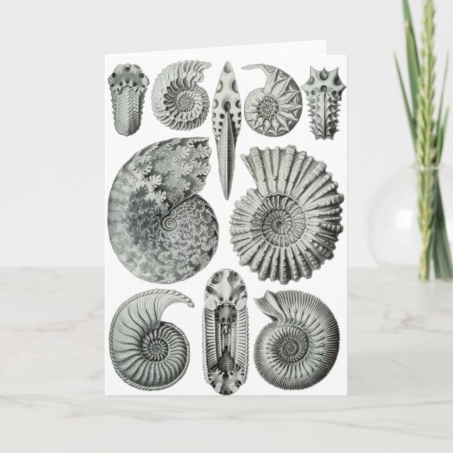 Ammonites Card (Front)