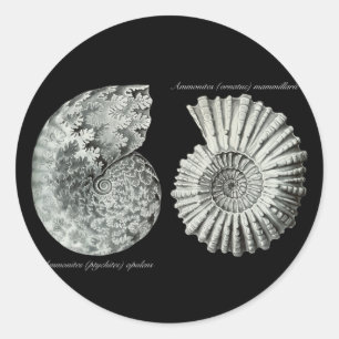 Ammonites Classic Round Sticker