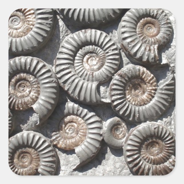 Ammonites On Rock Photo Square Sticker (Front)