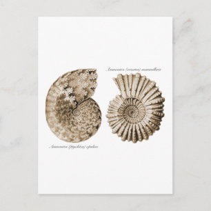 Ammonites Postcard
