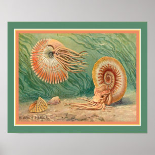 "Ammonoid" by Heinrich Harder ca. 1916 Poster