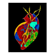 Amoeba Minx: All the Frills