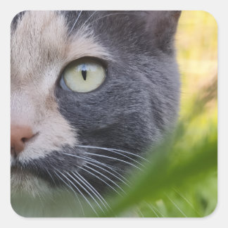 Among Stalks – Kobayashi in Green Square Sticker