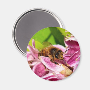 Among the Blooms – Bee on Pink Flower  Magnet