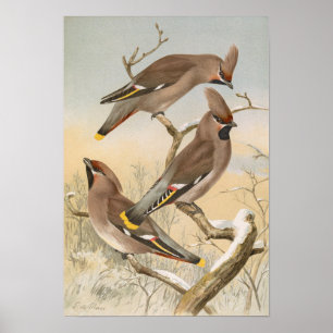 Ampelis garrulus by Johann Friedrich Naumann Poster