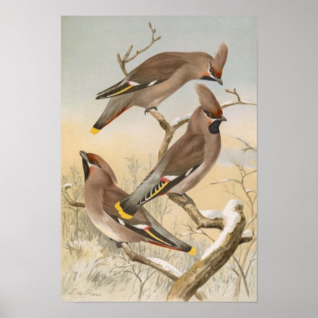 Ampelis garrulus by Johann Friedrich Naumann Poster (Front)