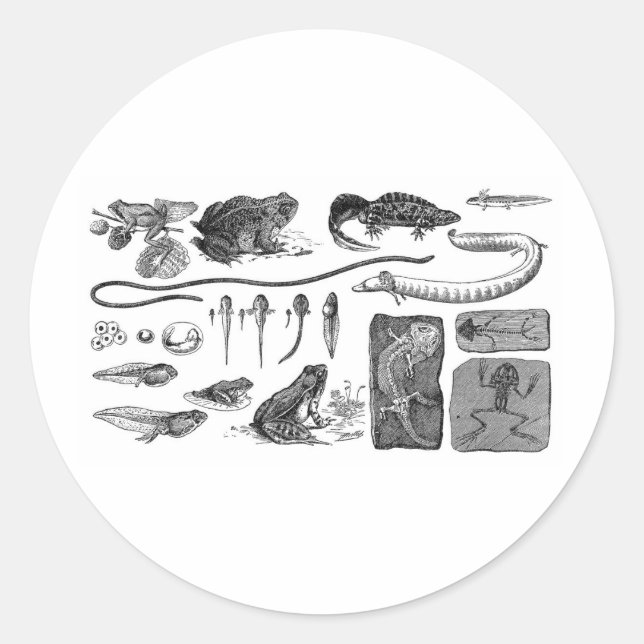 Amphibian Evolution Classic Round Sticker (Front)