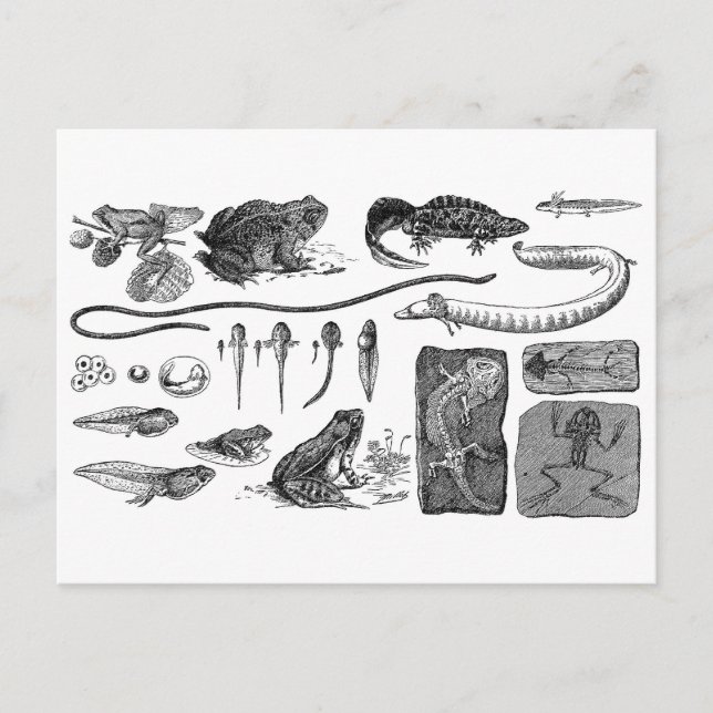 Amphibian Evolution Postcard (Front)