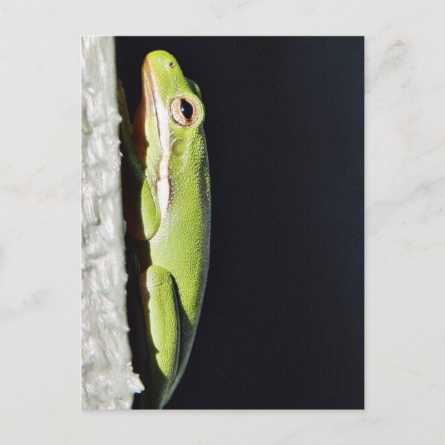 Amphibian Frog Green Frog On Wall Postcard (Front)