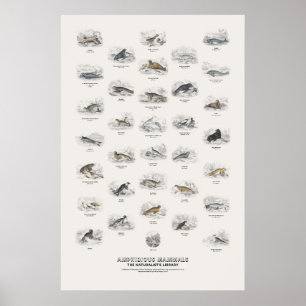 Amphibious Mammals - Naturalist's Library Poster