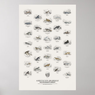 Amphibious Mammals - Naturalist's Library Poster