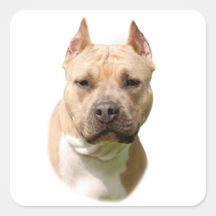 Amstaff Square Sticker