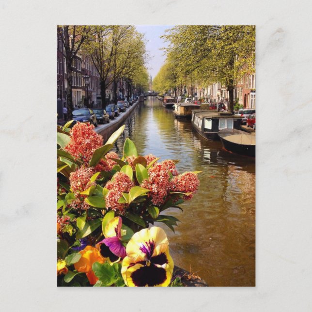Amsterdam Canal Sunny Fall Day Bloemgracht Postcard (Front)