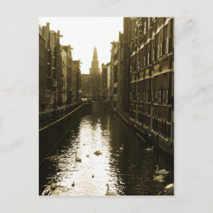 Amsterdam Canal Swans Photo Postcard