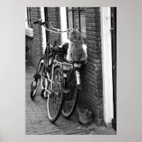 Amsterdam Cats on Bicycles Black & White Photo