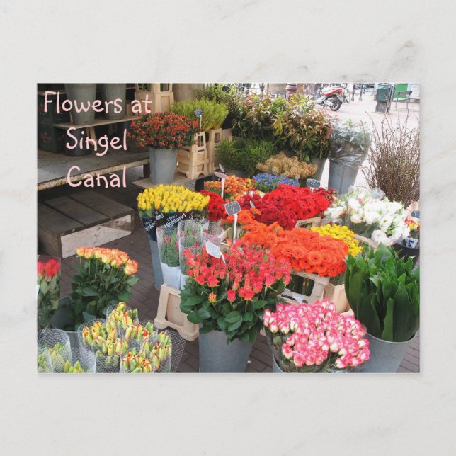 Amsterdam flowers postcard (Front)