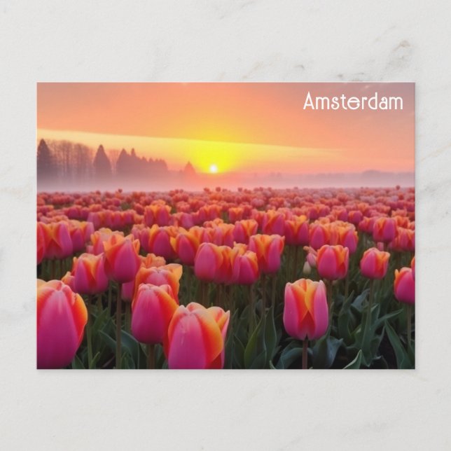 Amsterdam Netherlands Dutch Tulips Travel Photo Postcard (Front)